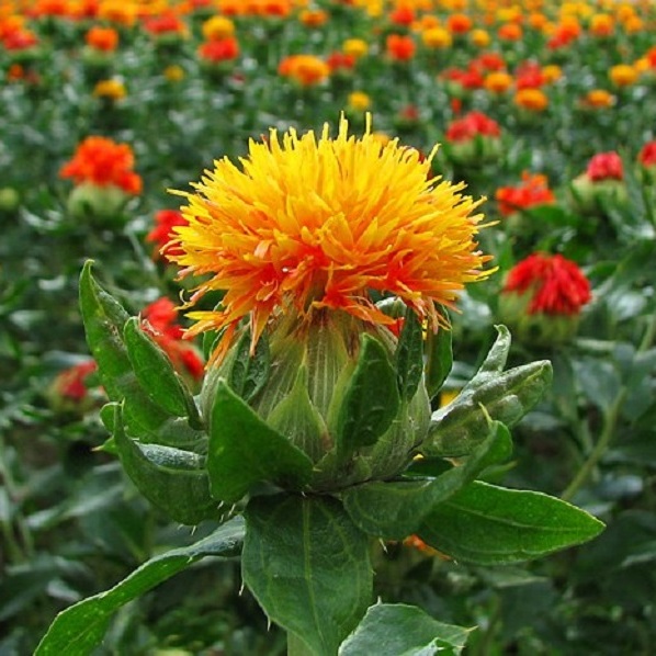 روغن کافشه